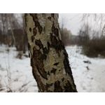 Zdjęcia użytkowników Allview X4 Soul Zdjęcia użytkowników Allview X4 Soul