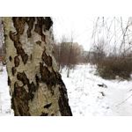 Zdjęcia użytkowników Allview X4 Soul Zdjęcia użytkowników Allview X4 Soul