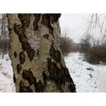 Zdjęcia użytkowników Allview X4 Soul Zdjęcia użytkowników Allview X4 Soul