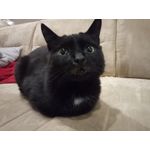 Zdjęcia użytkowników Allview X4 Soul Zdjęcia użytkowników Allview X4 Soul