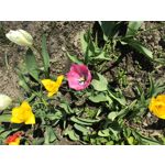 Zdjęcia użytkowników Apple iPad mini 4 WiFi