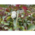 Zdjęcia użytkowników Apple iPhone 11 Pro Max Zdjęcia użytkowników Apple iPhone 11 Pro Max