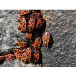 Zdjęcia użytkowników Apple iPhone 11 Pro Max Zdjęcia użytkowników Apple iPhone 11 Pro Max