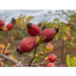 Zdjęcia użytkowników Apple iPhone 11 Pro Max Zdjęcia użytkowników Apple iPhone 11 Pro Max