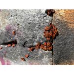 Zdjęcia użytkowników Apple iPhone 11 Pro Max Zdjęcia użytkowników Apple iPhone 11 Pro Max