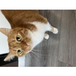 Zdjęcia użytkowników Apple iPhone 11 Pro