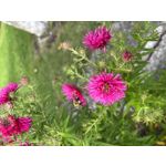 Zdjęcia użytkowników Apple iPhone 13