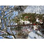 Zdjęcia użytkowników Apple iPhone 13