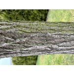 Zdjęcia użytkowników Apple iPhone 13