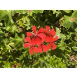 Zdjęcia użytkowników Apple iPhone 13