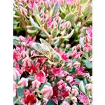 Zdjęcia użytkowników Apple iPhone 14 Pro