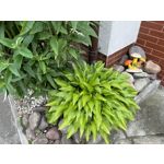 Zdjęcia użytkowników Apple iPhone 14 Pro