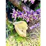 Zdjęcia użytkowników Apple iPhone 14 Pro