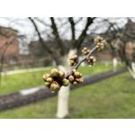 Zdjęcia użytkowników Apple iPhone 14