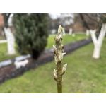 Zdjęcia użytkowników Apple iPhone 14