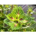 Zdjęcia użytkowników Apple iPhone 15