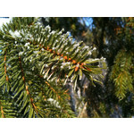 Zdjęcia użytkowników Apple iPhone 3G S 16GB