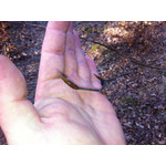 Zdjęcia użytkowników Apple iPhone 4 32GB