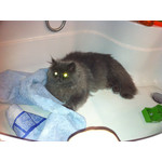 Zdjęcia użytkowników Apple iPhone 4 32GB