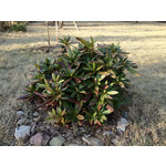 Zdjęcia użytkowników Apple iPhone 4S 16GB