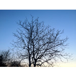 Zdjęcia użytkowników Apple iPhone 4S 16GB