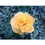 Zdjęcia użytkowników Apple iPhone 4S 16GB