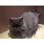 Zdjęcia użytkowników Apple iPhone 5