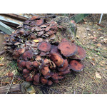 Zdjęcia użytkowników Apple iPhone 5