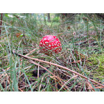 Zdjęcia użytkowników Apple iPhone 5