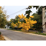 Zdjęcia użytkowników Apple iPhone 5