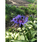 Zdjęcia użytkowników Apple iPhone 5