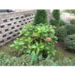 Zdjęcia użytkowników Apple iPhone 5