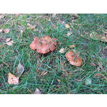 Zdjęcia użytkowników Apple iPhone 5