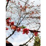 Zdjęcia użytkowników Apple iPhone 6s Zdjęcia użytkowników Apple iPhone 6s