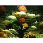 Zdjęcia użytkowników Apple iPhone 6s Zdjęcia użytkowników Apple iPhone 6s