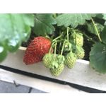 Zdjęcia użytkowników Apple iPhone 7 Plus