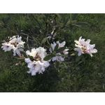 Zdjęcia użytkowników Apple iPhone 7 Plus