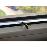 Zdjęcia użytkowników Apple iPhone 7 Plus