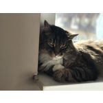 Zdjęcia użytkowników Apple iPhone 7 Plus