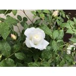 Zdjęcia użytkowników Apple iPhone 7 Plus