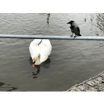 Zdjęcia użytkowników Apple iPhone 7 Plus