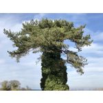 Zdjęcia użytkowników Apple iPhone 7 Plus