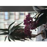 Zdjęcia użytkowników Apple iPhone 7 Plus