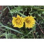 Zdjęcia użytkowników Apple iPhone 7 Plus