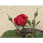 Zdjęcia użytkowników Apple iPhone 7 Plus