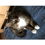 Zdjęcia użytkowników Apple iPhone 7 Plus