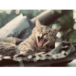 Zdjęcia użytkowników Apple iPhone 7 Plus