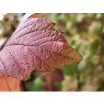 Zdjęcia użytkowników Apple iPhone 7 Plus