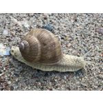 Zdjęcia użytkowników Apple iPhone 7 Plus