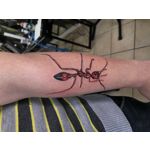 Zdjęcia użytkowników Apple iPhone 7 Plus